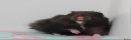 Hamster rodents for sale: Beautiful Syrian hamsters ready now  - Advert 6