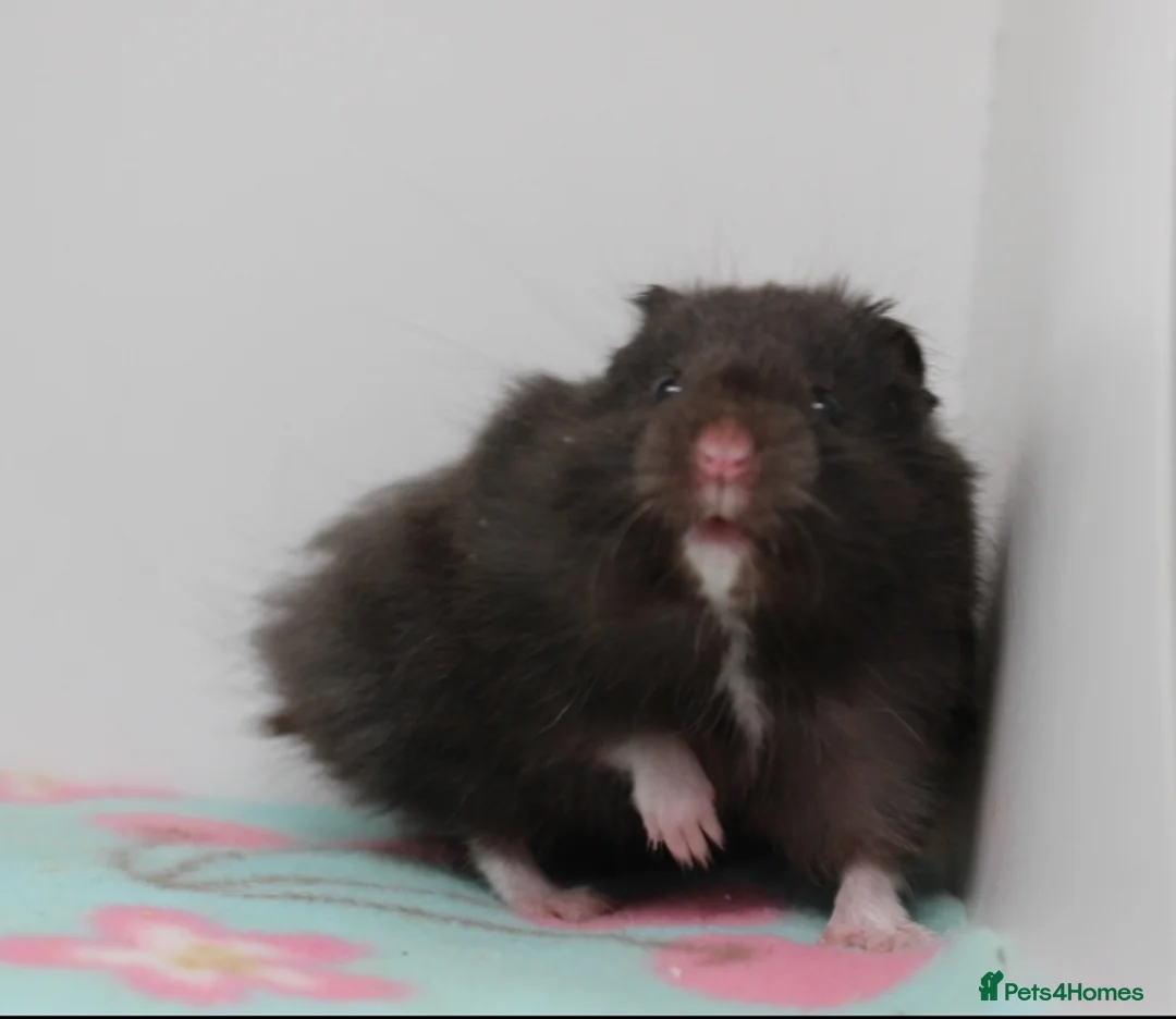 Hamster rodents for sale: Beautiful Syrian hamsters ready now  - Advert 6