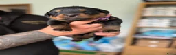 Rottweiler dogs for sale: Stunning Rottweiler Puppies  - Advert 6