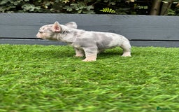 French Bulldog dogs for sale: ⭐ 4 available French bulldogs carrying L4 ⭐️ - Image 9