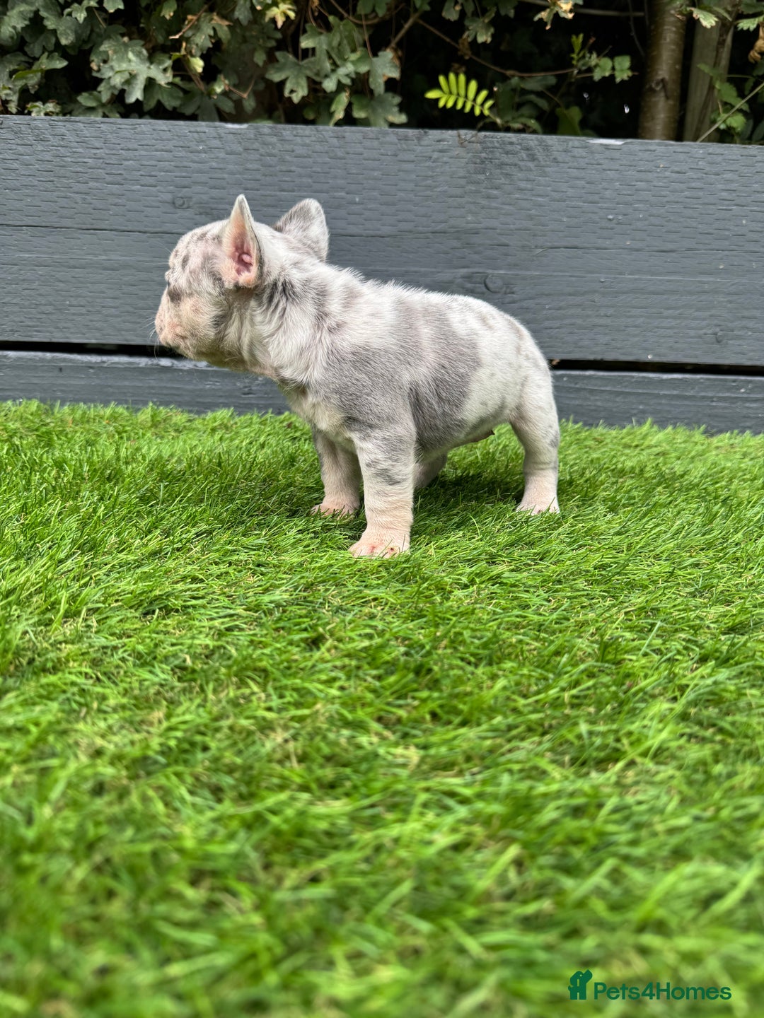 French Bulldog dogs for sale: ⭐ 4 available French bulldogs carrying L4 ⭐️ - Image 9