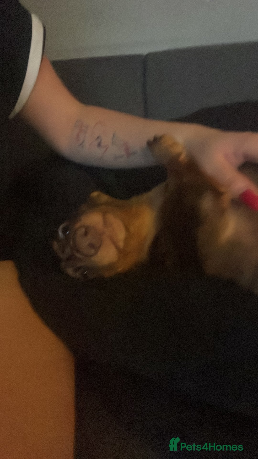 Dachshund dogs for sale: Elvis  - Advert 3