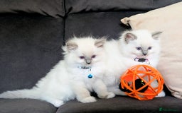 Ragdoll cats for sale: 🏆 🐾 Tica Registered EU Ragdoll Kittens 🐈 🏆 - Image 11