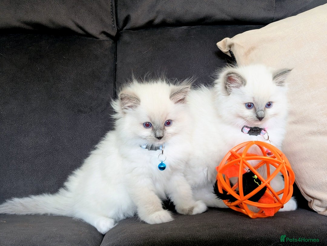 Ragdoll cats for sale: 🏆 🐾 Tica Registered EU Ragdoll Kittens 🐈 🏆 - Image 11