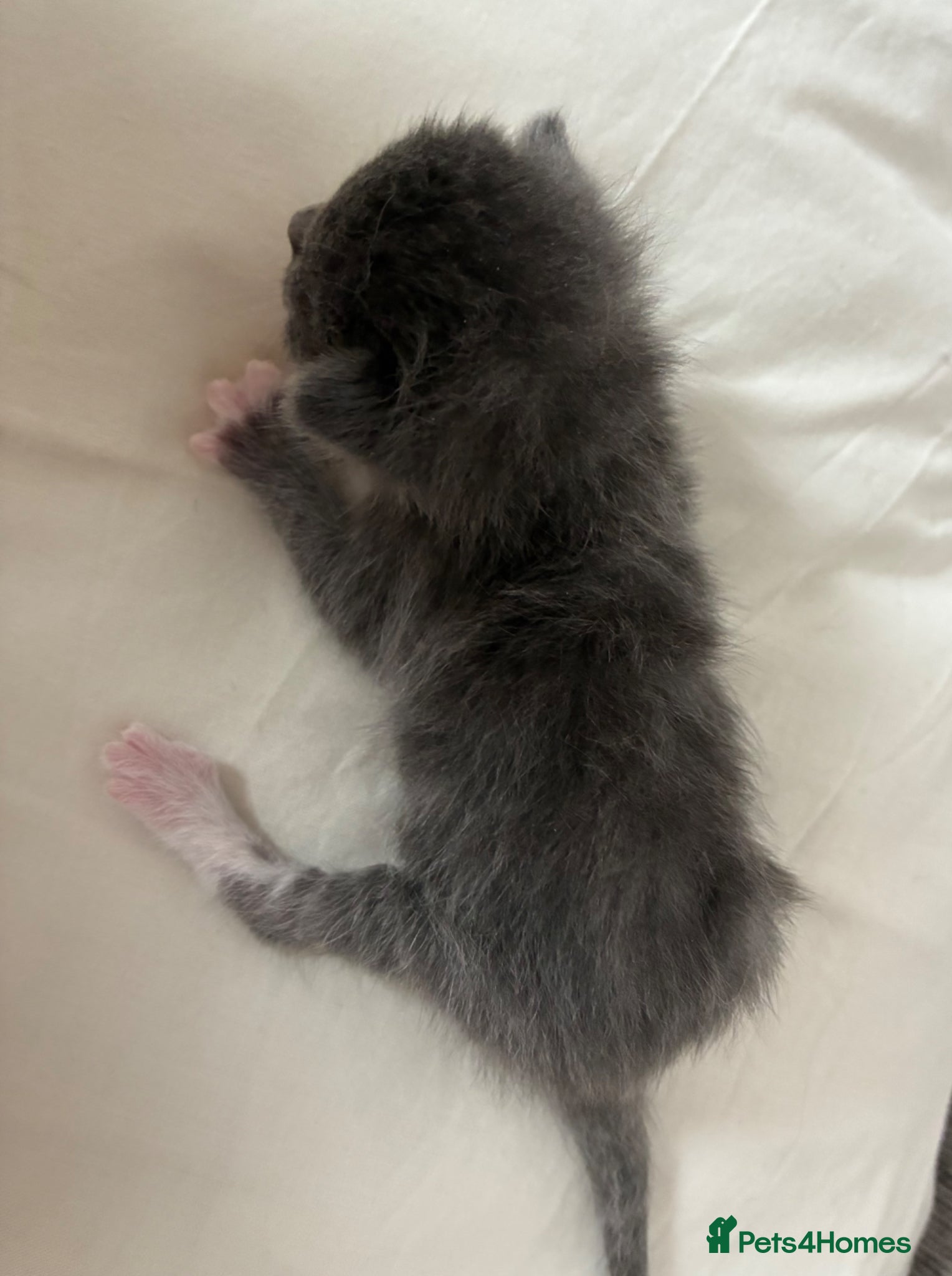Mixed Breed cats for sale: All kittens now reserved  - Advert 4