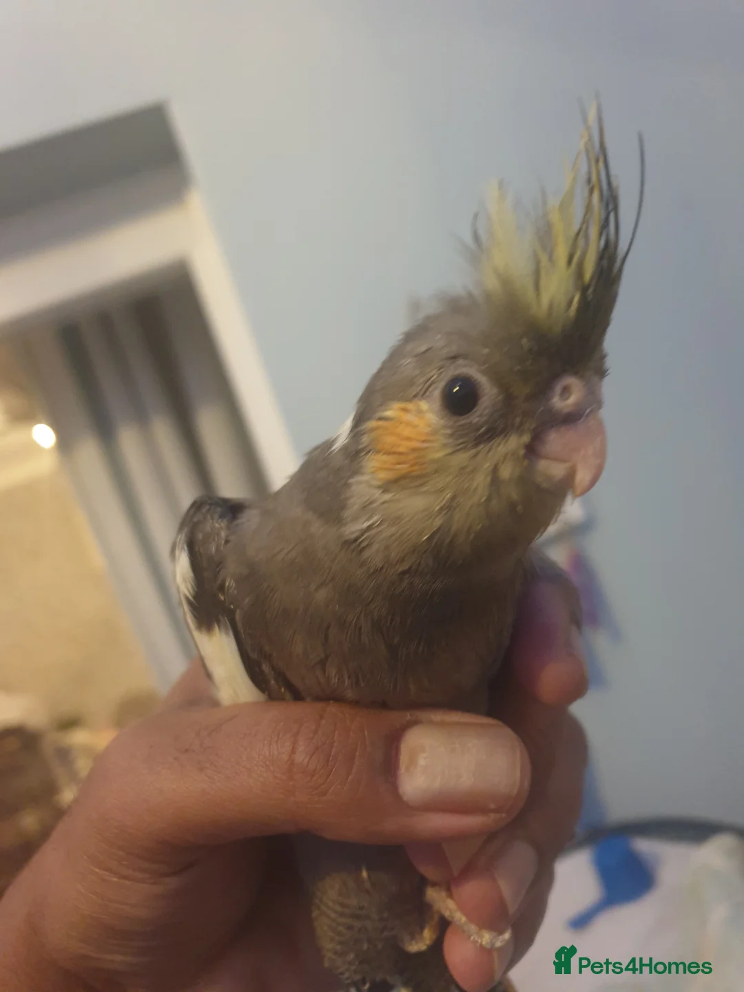 Cockatiels birds for sale:  hand reared baby cockatiels, new available Now* - Advert 3