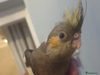 Cockatiels birds 7 resvd*hand reared baby cockatiels*new available* - Advert 10