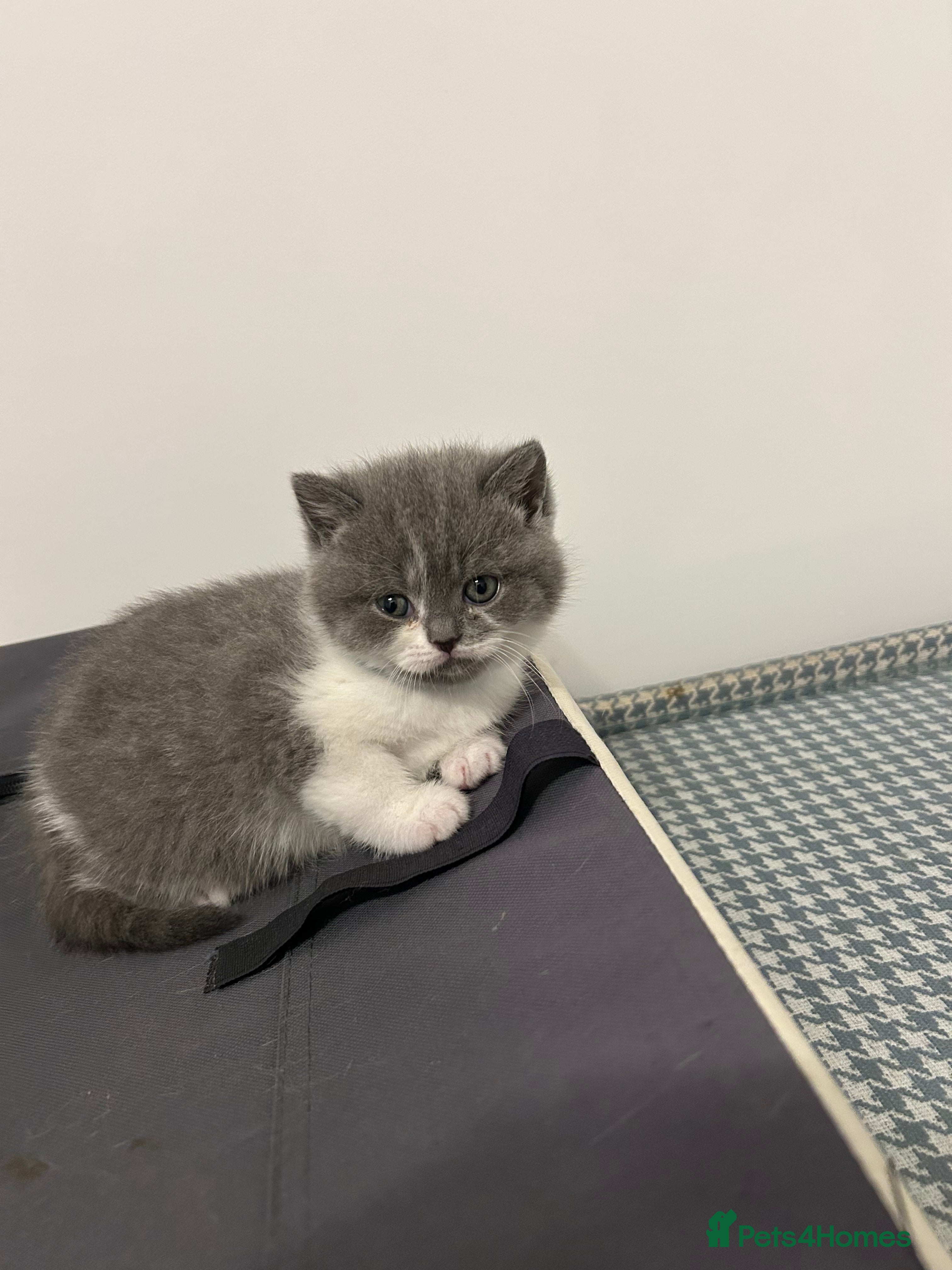 British Shorthair cats 🩷💙💜🧡♥️ BSH kittens - Advert 2