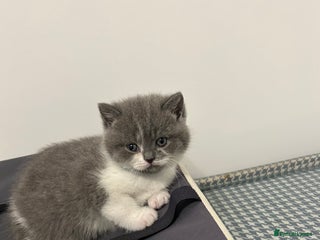 British Shorthair cats 🩷💙💜🧡♥️ BSH kittens - Advert 16