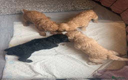 Cockapoo dogs for sale: Toy cockapoo  - Image 7
