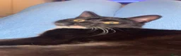 Domestic Shorthair cats for sale: Cat for sale  in Birkenhead - Advert 1