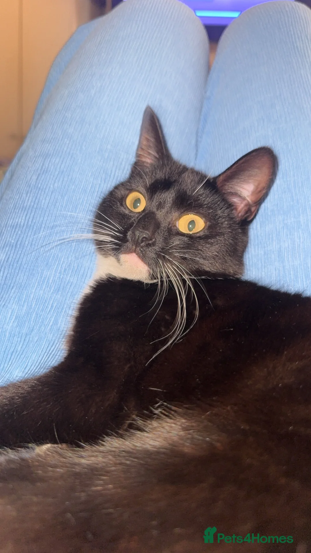 Domestic Shorthair cats for sale: Cat for sale  in Birkenhead - Advert 1