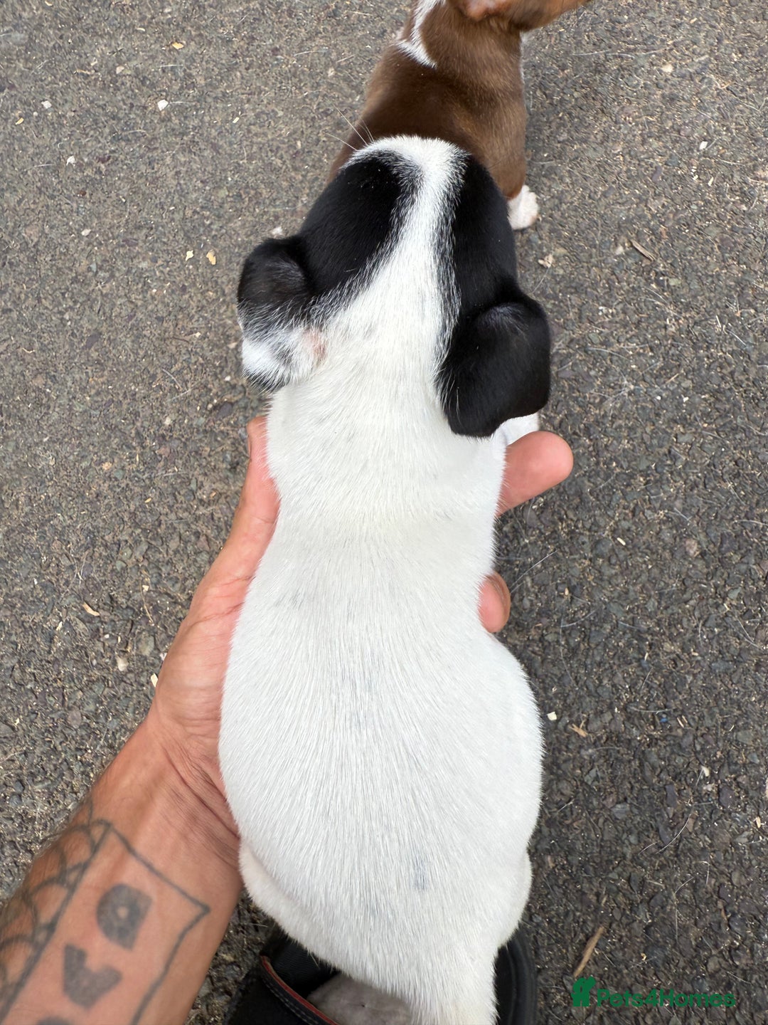 Jack Russell dogs for sale: Jack Russel Puppies For Sale  - Image 18