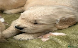 Golden Retriever dogs for sale: Superb litter Kc reg health tested goldens - Image 11