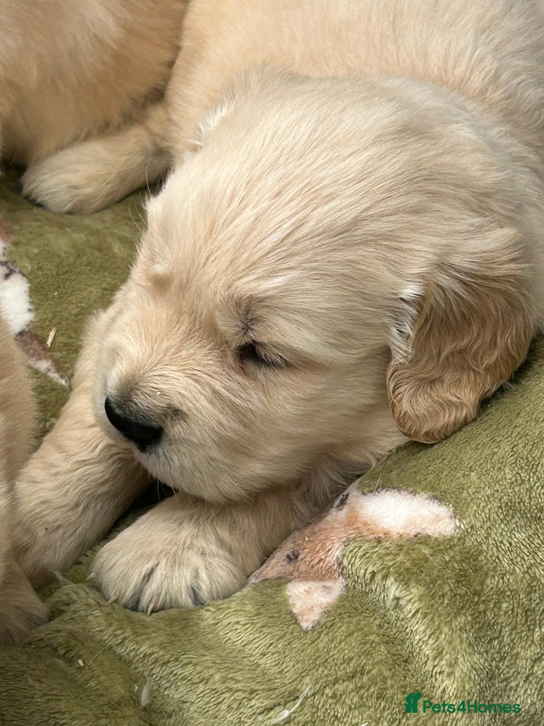 Golden Retriever dogs for sale: Superb litter Kc reg health tested goldens - Image 11