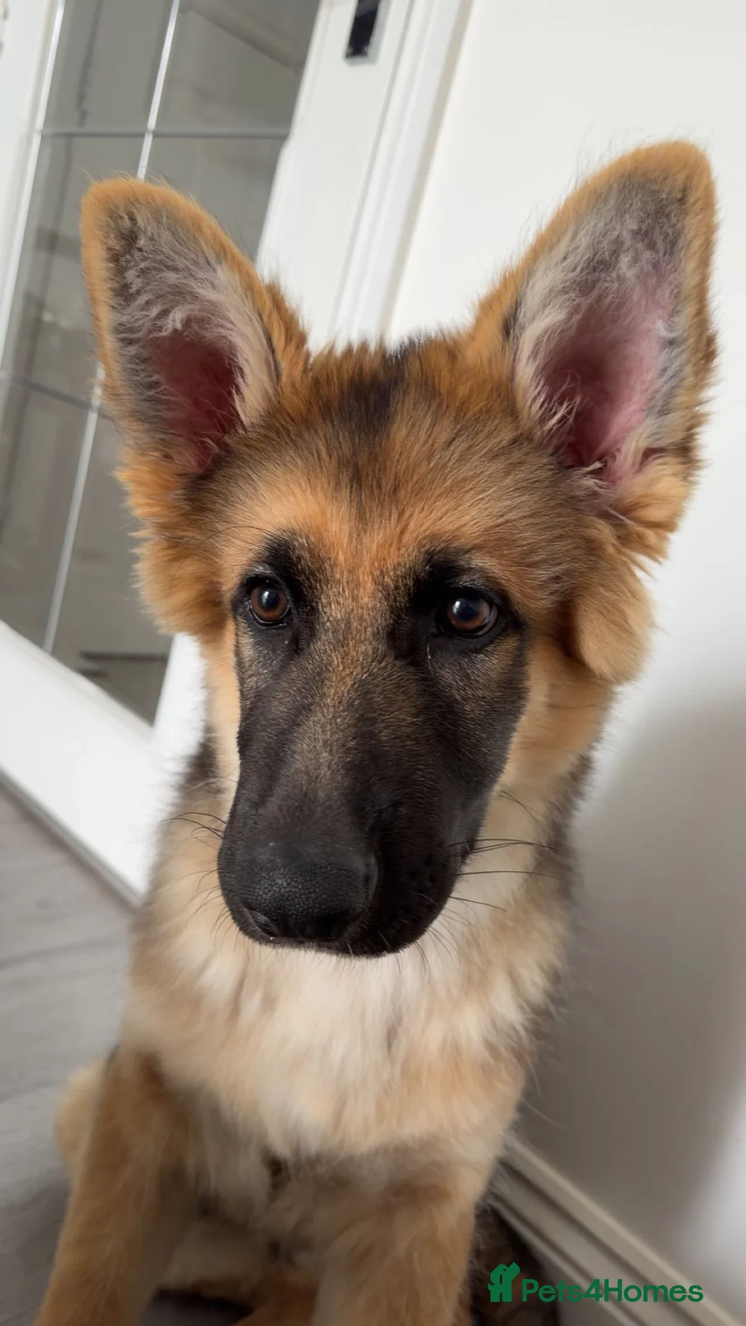 German Shepherd dogs for sale: KC Registered German Shepherd Puppy 20weeks in Broxburn - Advert 4