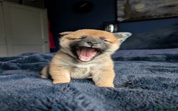 Japanese Shiba Inu dogs for sale: Lovely Shiba Inu Puppies, Last One Left - Advert 13