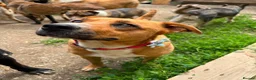 Mixed Breed dogs for adoption: Mum & Daughter Pair - Zelda & Freya in Brighton - Advert 3