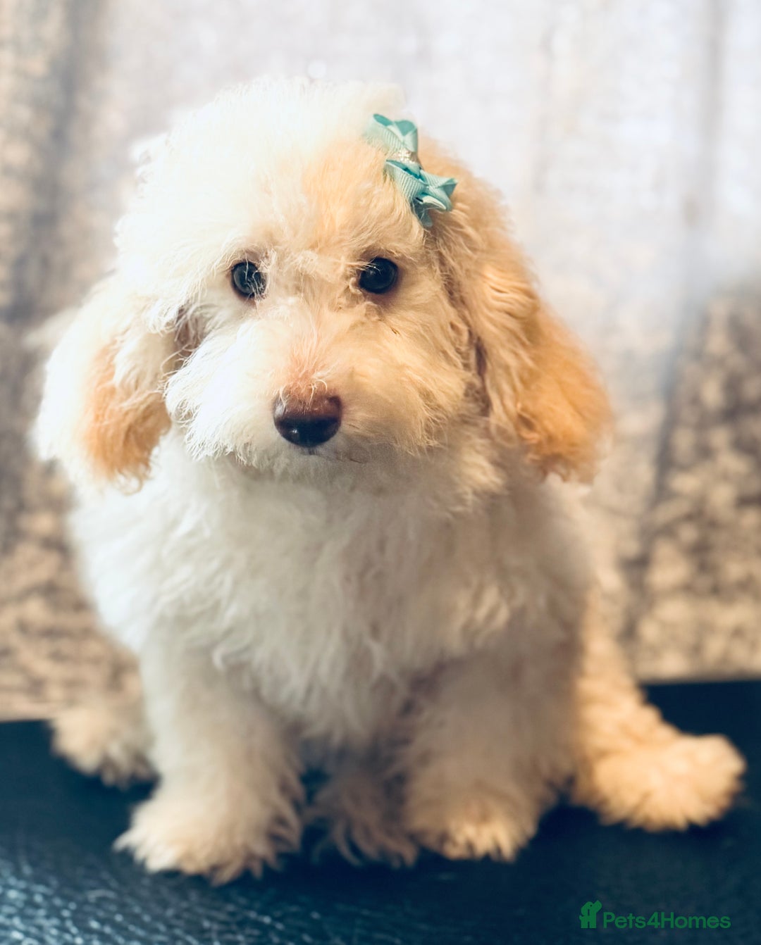 Toy Poodle dogs for sale: REDUCED READY NOW !! 2 beautiful toy poodle babies - Image 17