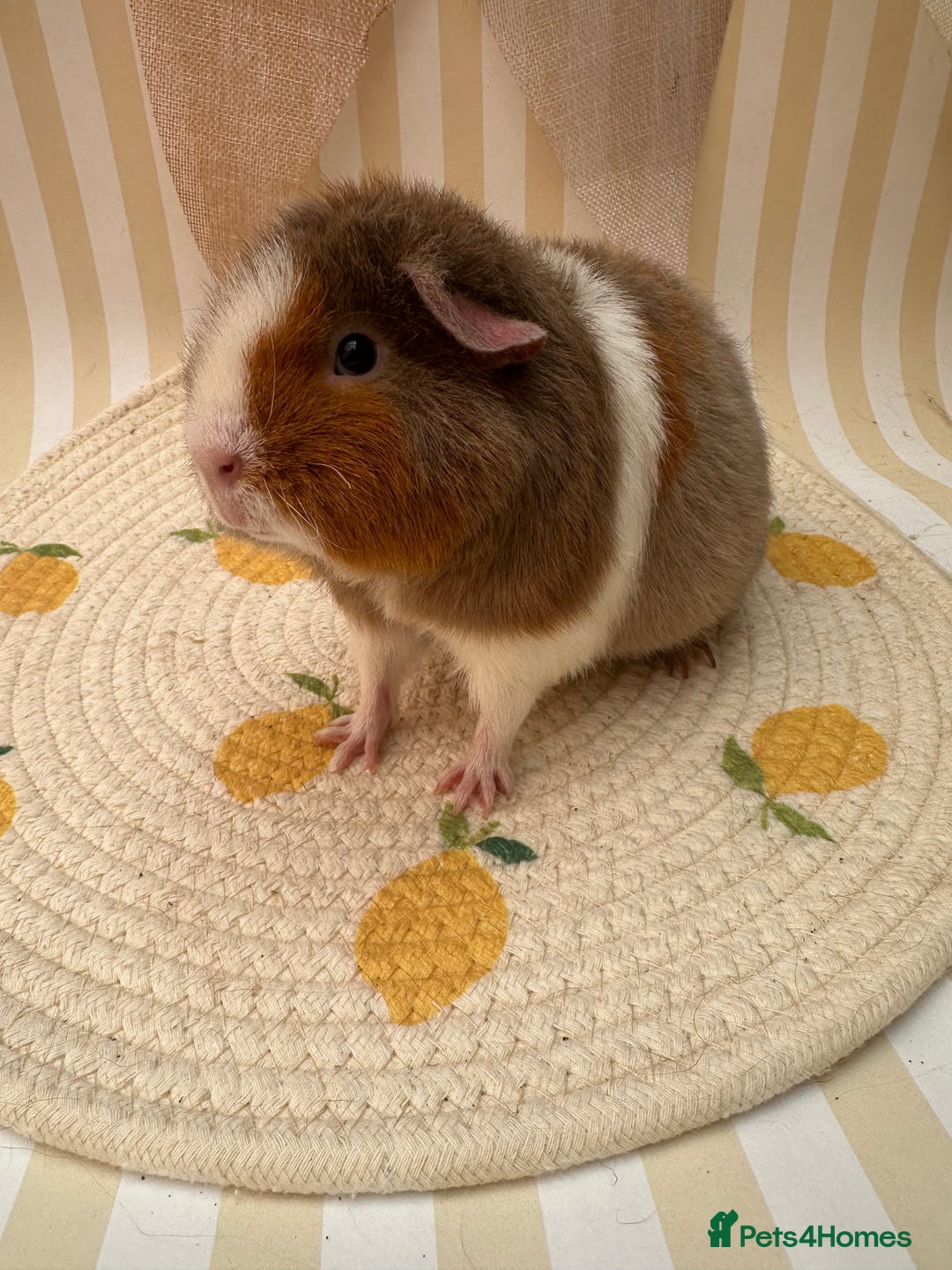 Guinea Pig rodents for sale: Teddy guinea pigs  - Image 22