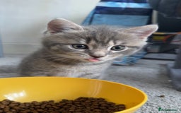 Mixed Breed cats for sale: Beautiful mix breed kittens - Image 5