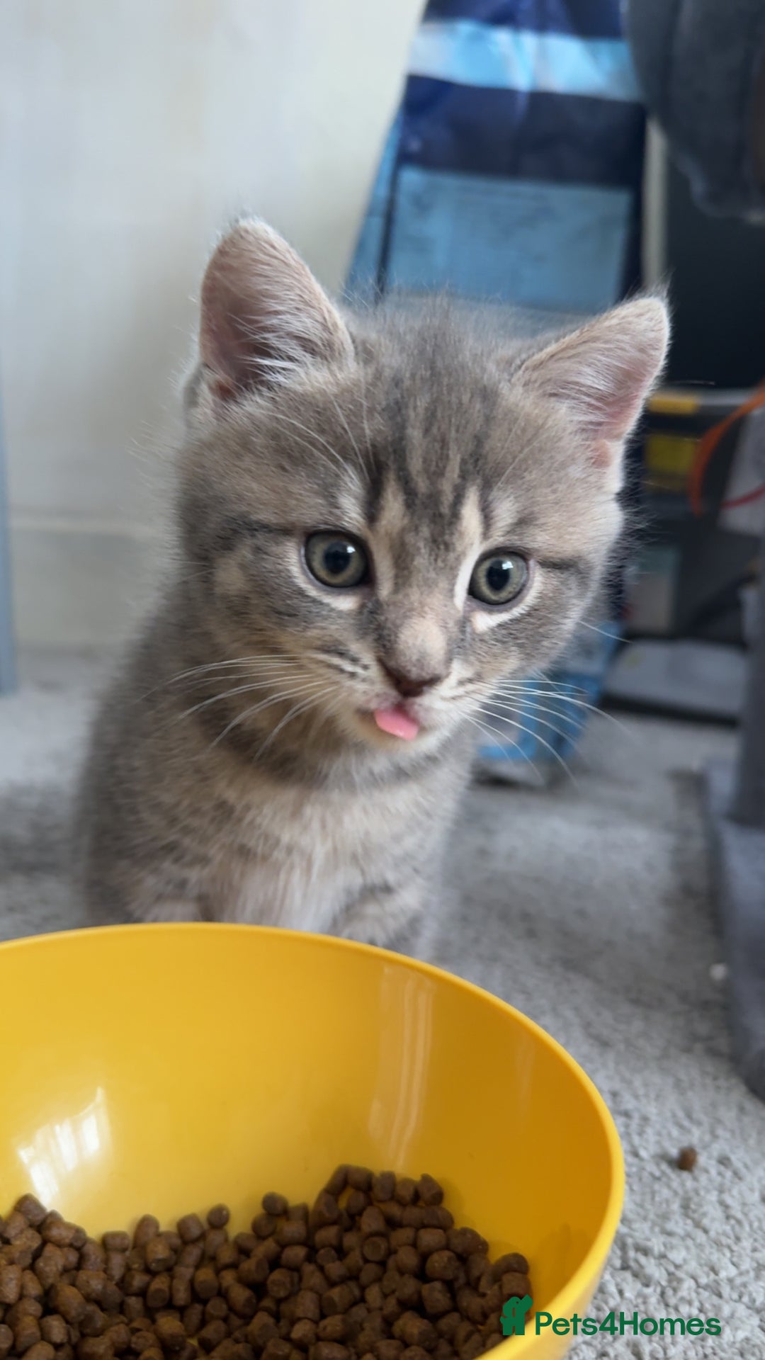 Mixed Breed cats for sale: Beautiful mix breed kittens - Image 5