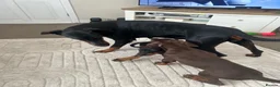Dobermann dogs for sale: Kc registered Doberman pups top pedigrees  - Advert 12
