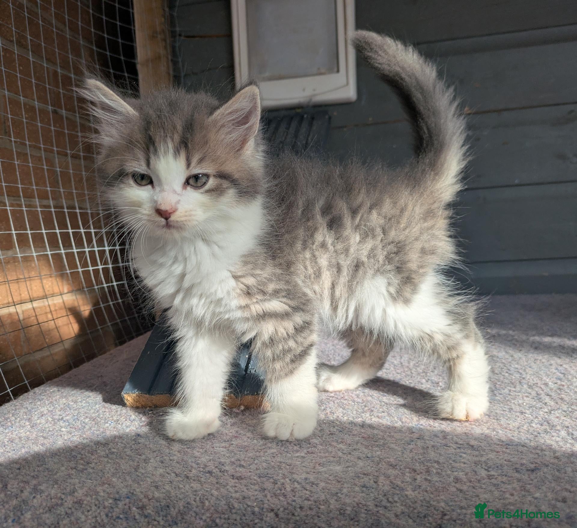 Maine Coon cats !!READY NOW last Boy!! - Advert 15