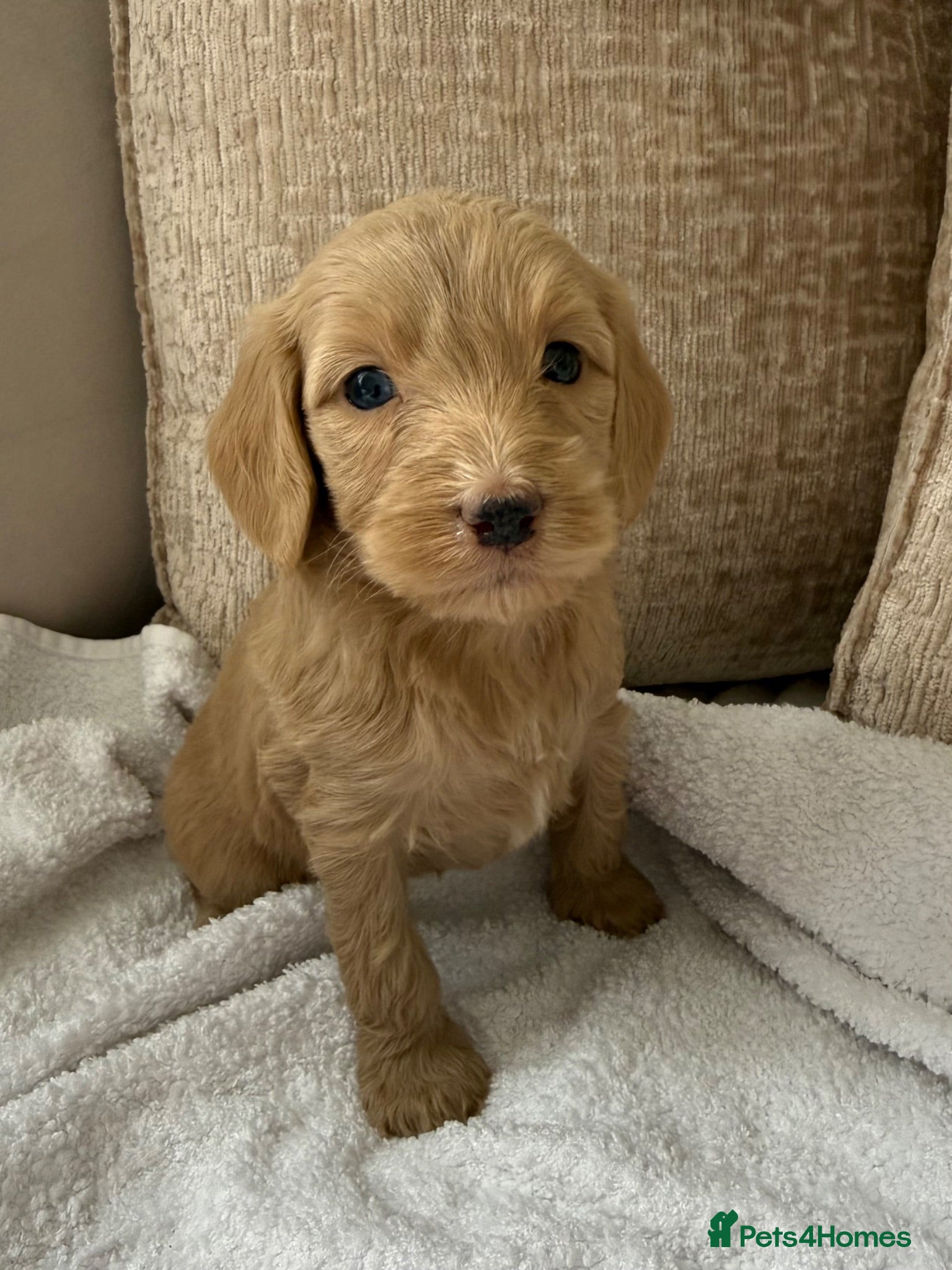 Cockapoo dogs 7 Beautiful Cockapoo Puppies  - Advert 2