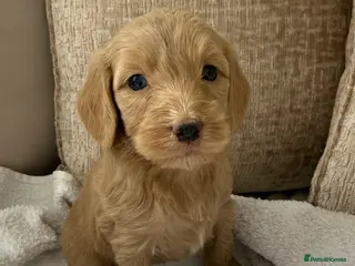 Cockapoo dogs 7 Beautiful Cockapoo Puppies - Advert 11