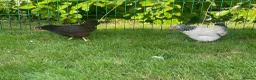 Chickens poultry for sale: Light Sussex and Rhode Island Red Bantam hens - Advert 4