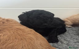 Labradoodle dogs for sale: F1b Miniature Labradoodles  - Image 17