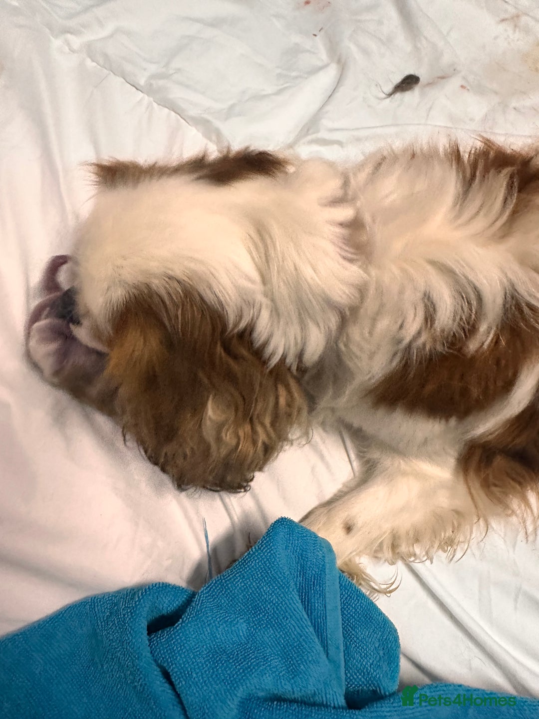 Cavalier King Charles Spaniel dogs for sale: Cavalier King Charles puppy’s  - Advert 35