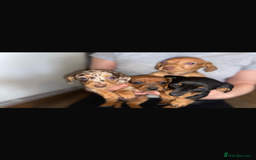 Miniature Dachshund dogs for sale: Miniature dachshund  - Image 1