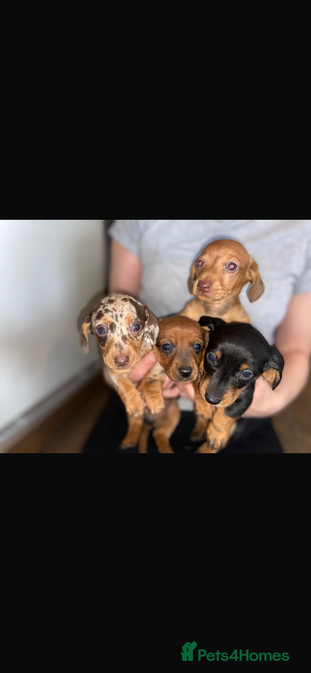 Miniature Dachshund dogs for sale: Miniature dachshund  - Image 1