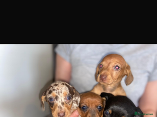 Miniature Dachshund dogs for sale - Advert 1