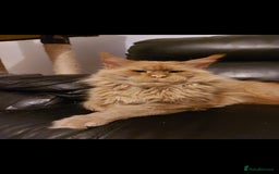 Maine Coon cats for sale: Maine coon x sphynx kittens - Image 26