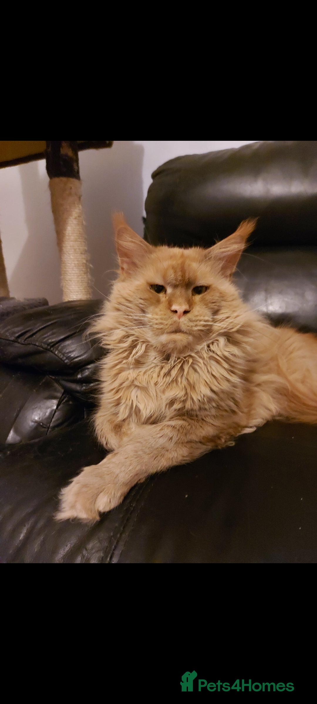 Maine Coon cats for sale: Maine coon x sphynx kittens - Image 26