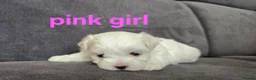 Maltese dogs for sale: ⭐️KC registered Maltese puppies⭐️ - Advert 11
