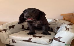 Cocker Spaniel dogs for sale: FULLY VACCINATED Black FEMALE cocker spaniel in Mold - Image 25