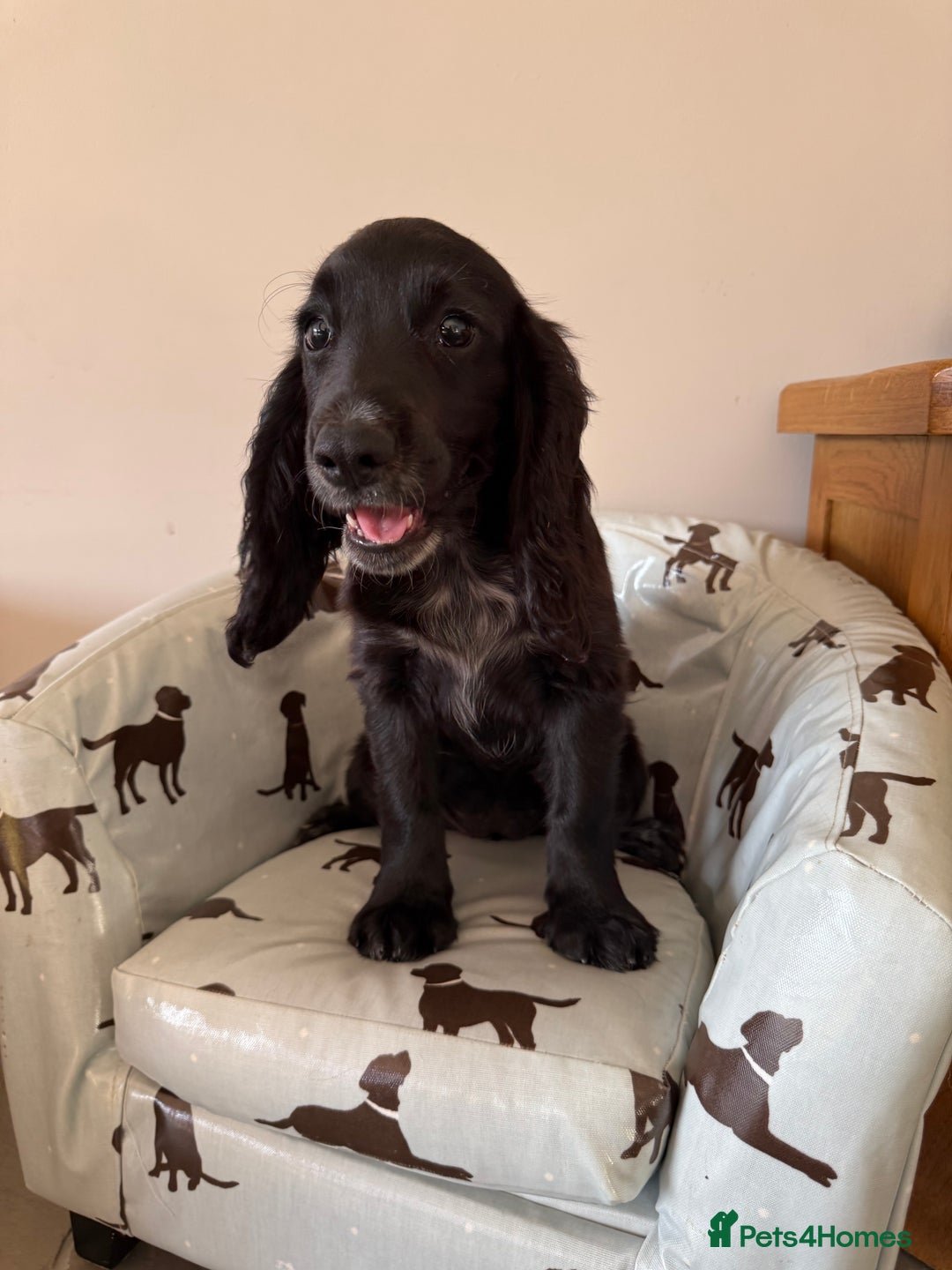 Cocker Spaniel dogs for sale: FULLY VACCINATED Black FEMALE cocker spaniel in Mold - Image 25