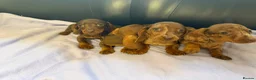 Dachshund dogs for sale: Dachshund puppies - Advert 9