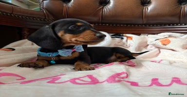 Miniature Dachshund dogs - Advert 2
