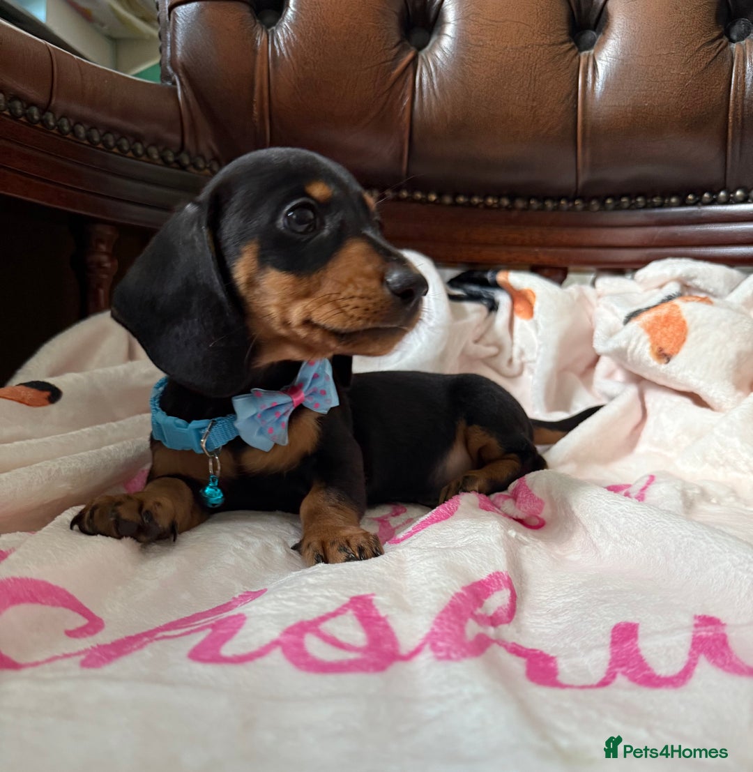 Miniature Dachshund dogs for sale: 5 ⭐ Licensed Breeder Miniature Dachshunds puppies - Image 10
