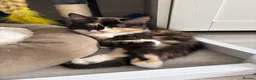 Mixed Breed cats for sale: Three beautiful female kittens! - Advert 8