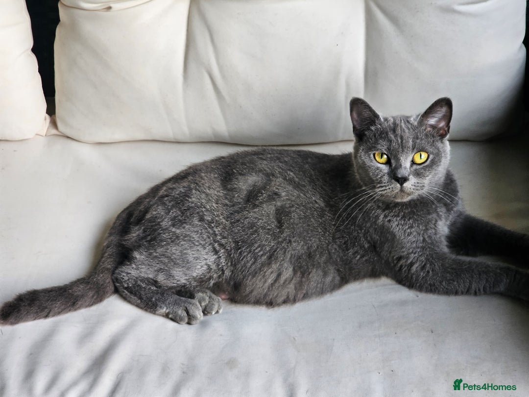 British Shorthair cats for sale: 4 years old British Short-hair - Image 8