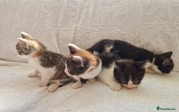 Domestic Shorthair cats for sale: Domestic shorthair kittens  - Image 21