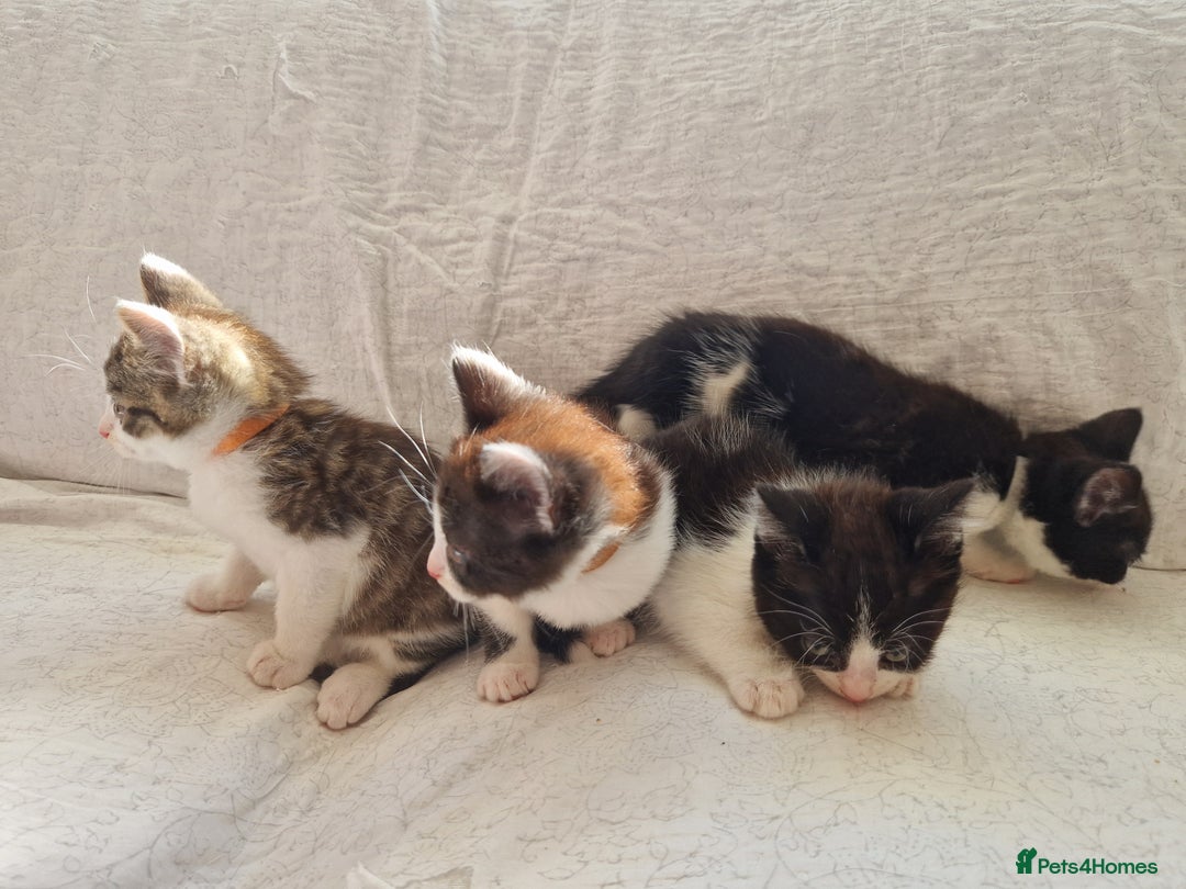 Domestic Shorthair cats for sale: Domestic shorthair kittens  - Image 21