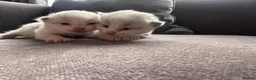 Ragdoll cats for sale: Stunning 3/4 Ragdolls Kittens - Advert 11