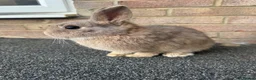 Mixed Breed rabbits for sale: Banjo  in Kettering - Advert 3